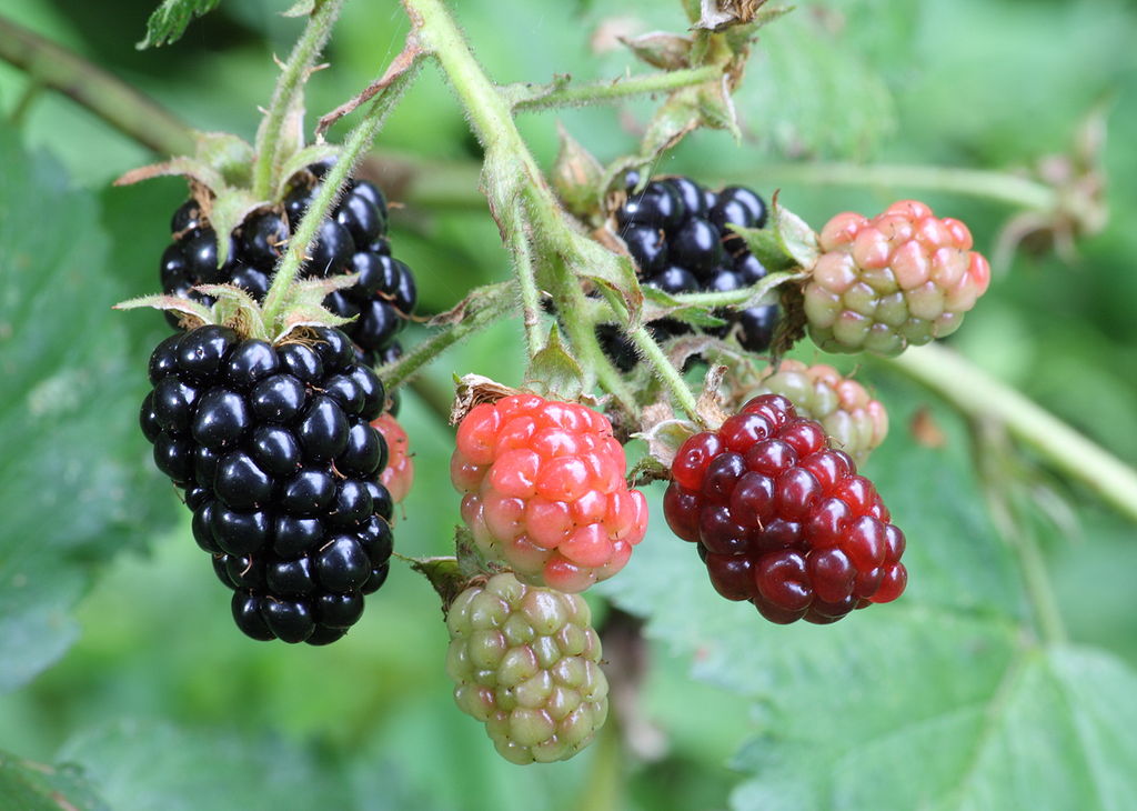 Blackberries in stages.jpg
